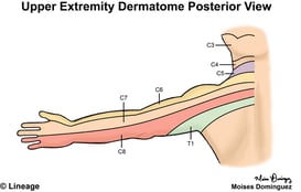 Nerve distribution with neck and shoulder pain