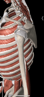 Lateral view of shoulder joint capsule, injury of ligaments can lead to shoulder instability