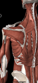 A back view of the mid back and shoulder muscles