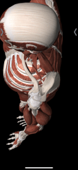 An aerial view of the acromioclavicular joint
