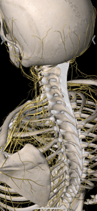 Nerves with neck and shoulder pain