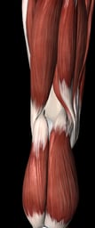 Hamstrings and Gastrocnemius support