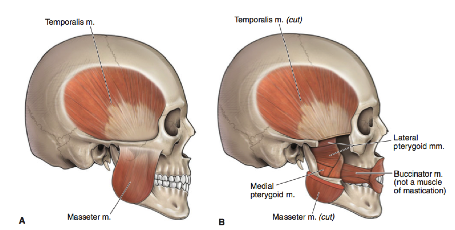 Temporalis