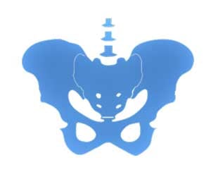 Pelvis-(3)