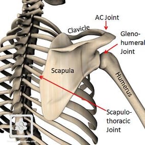 Bony representation of shoulder joint complex
