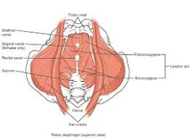 Anatomy of pelvic floor muscles