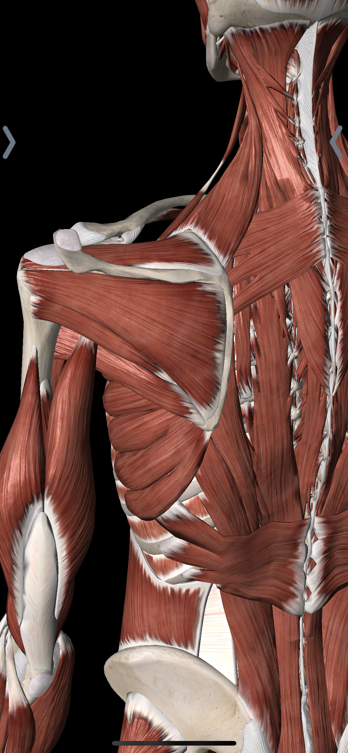 A back view of the rotator cuff