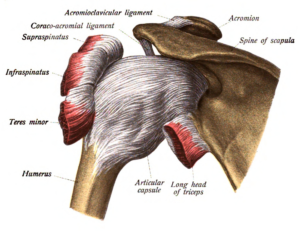 Shoulder-Joint-Capsule-300x231